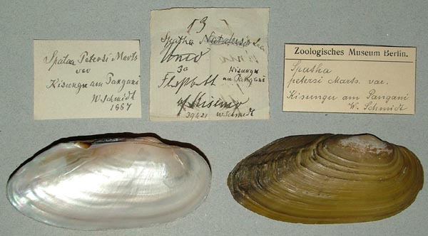 specimen