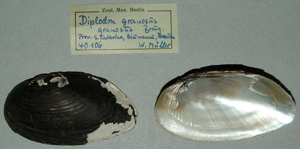 specimen