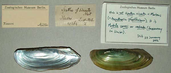 specimen