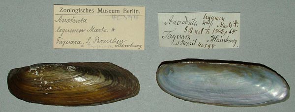 specimen