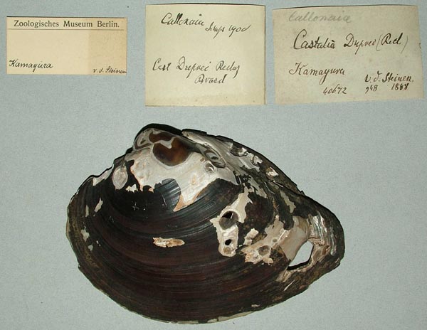 specimen