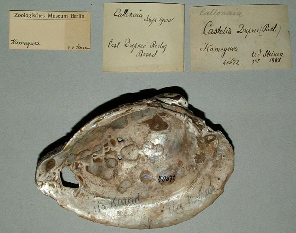 specimen