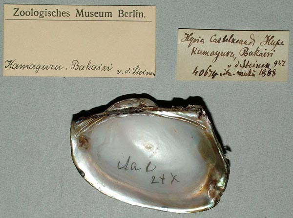 specimen