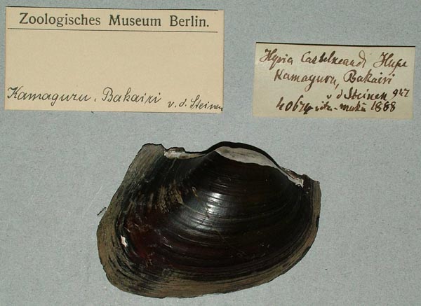 specimen