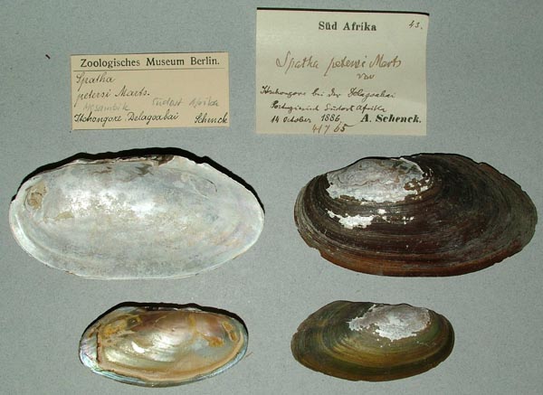 specimen