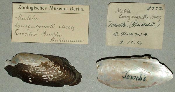 specimen