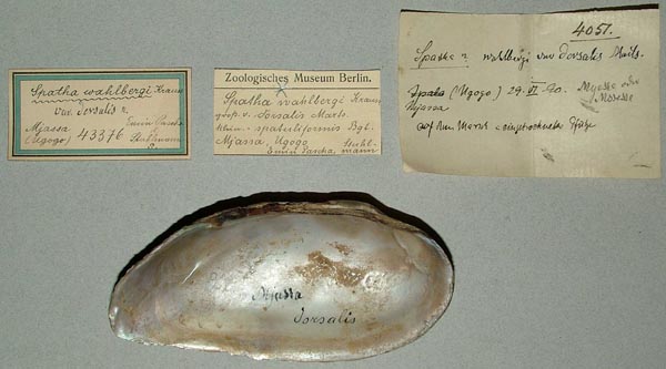 specimen