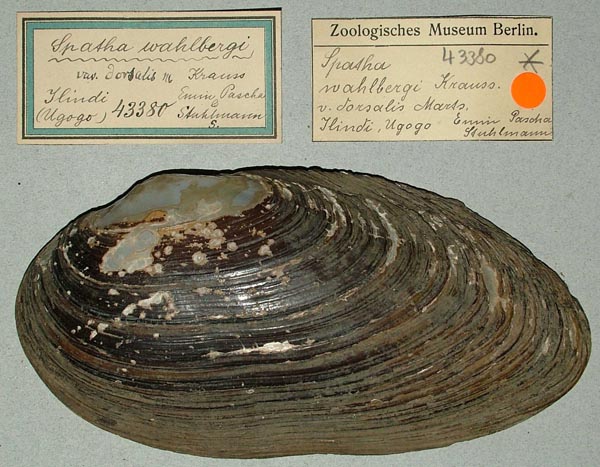 specimen
