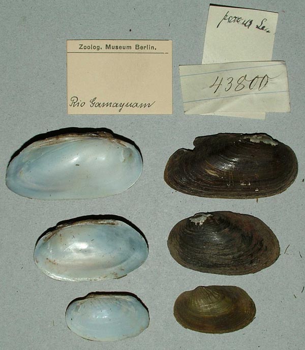 specimen
