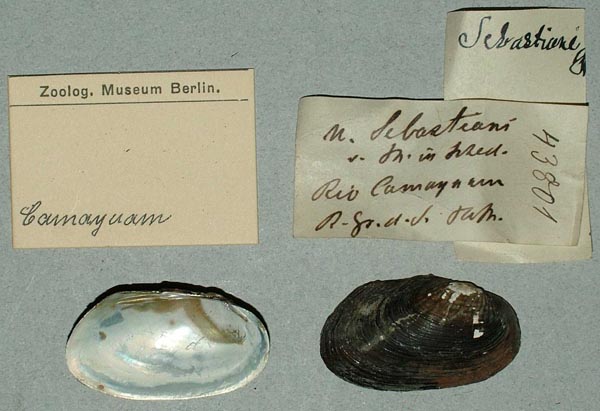 specimen