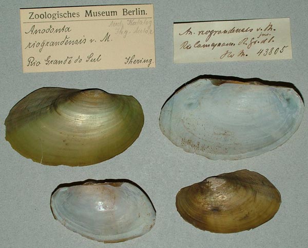 specimen