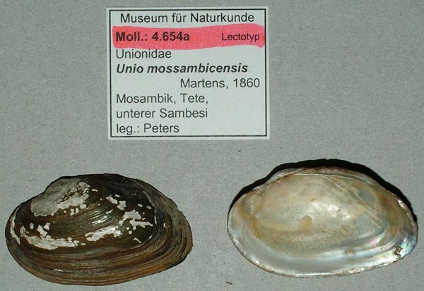 specimen