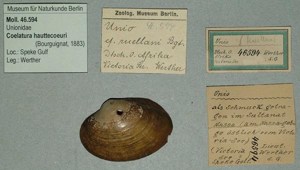 specimen