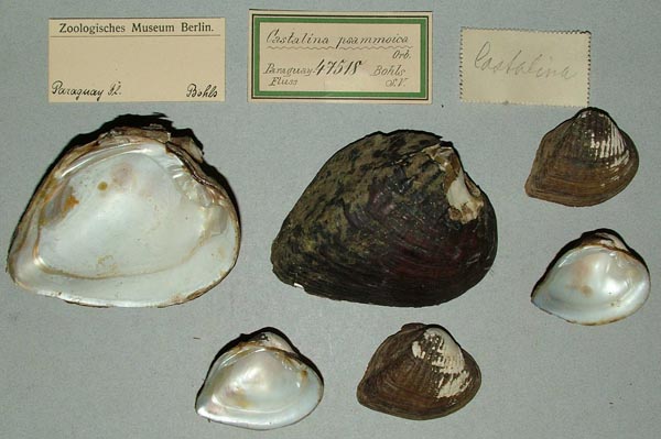specimen