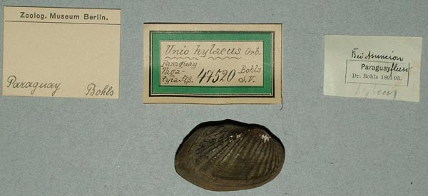 specimen