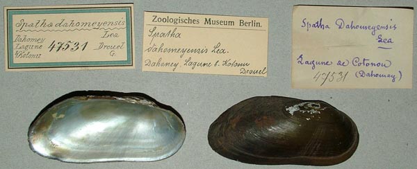 specimen