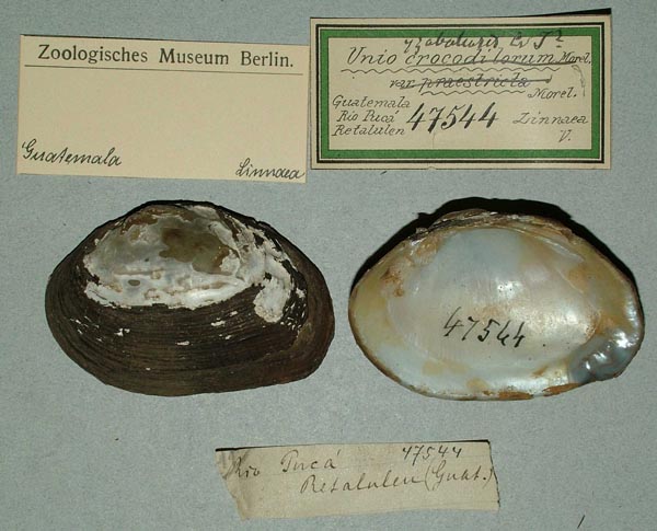 specimen