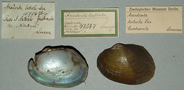 specimen