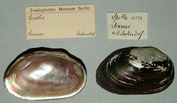 specimen