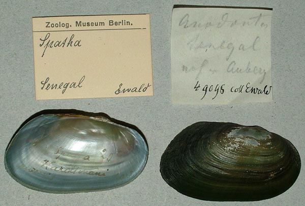 specimen