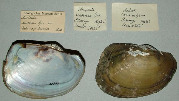 specimen