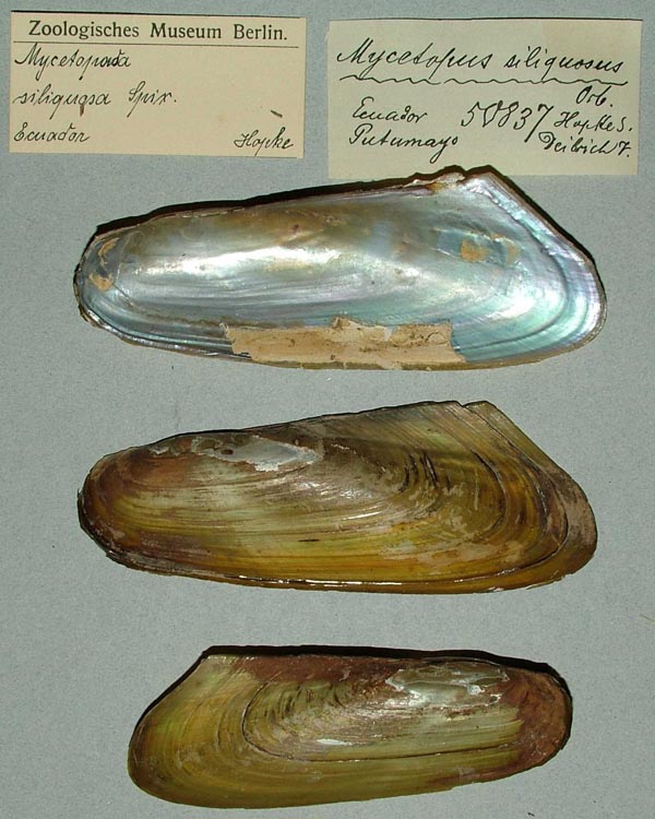 specimen