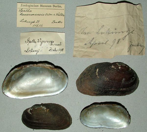 specimen