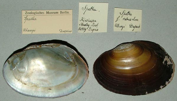 specimen