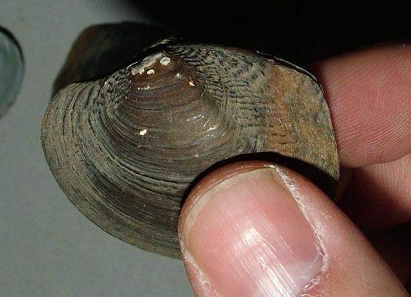 image of lot ZMB_52763 image of lot ZMB_52763