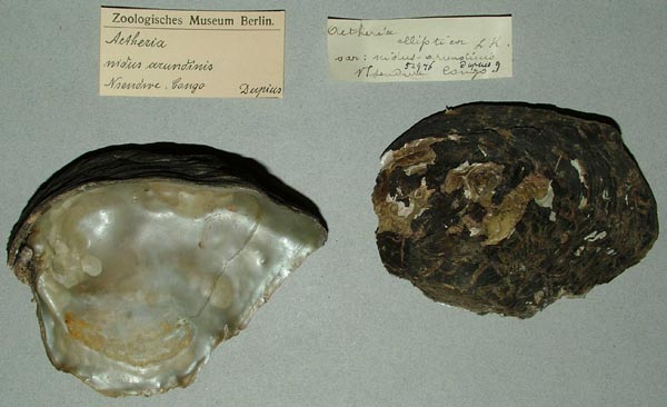 specimen