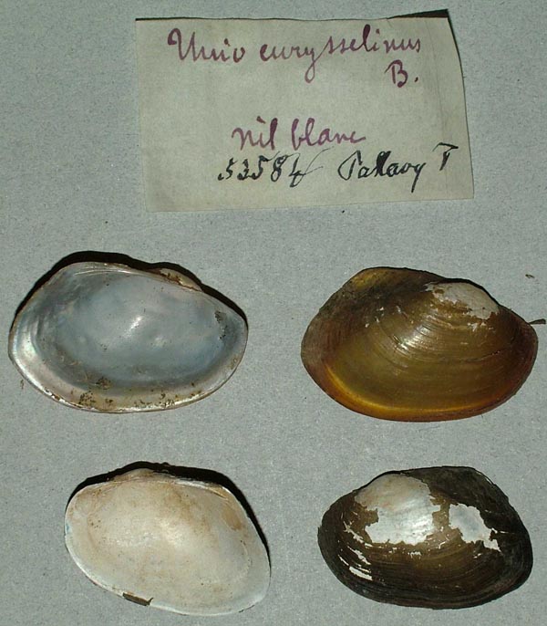 specimen