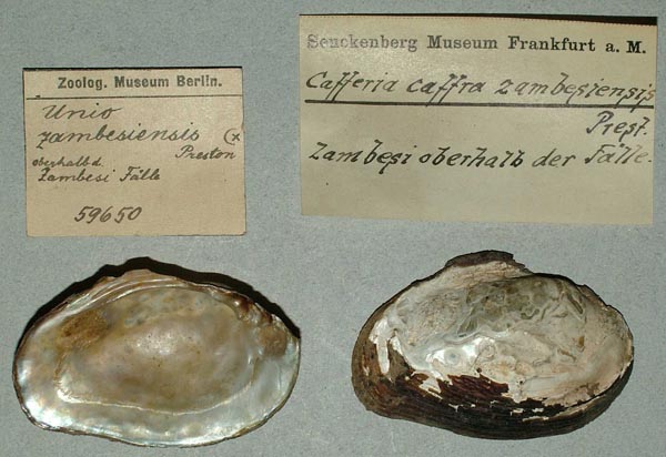 specimen
