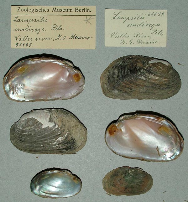 specimen