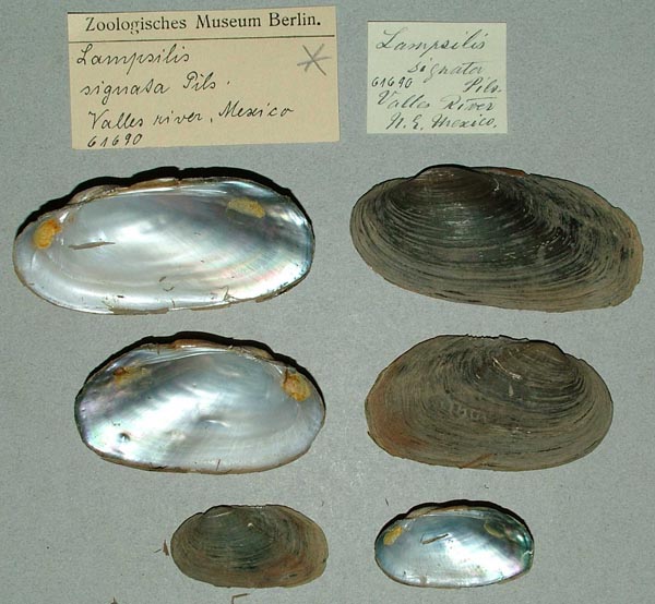 specimen