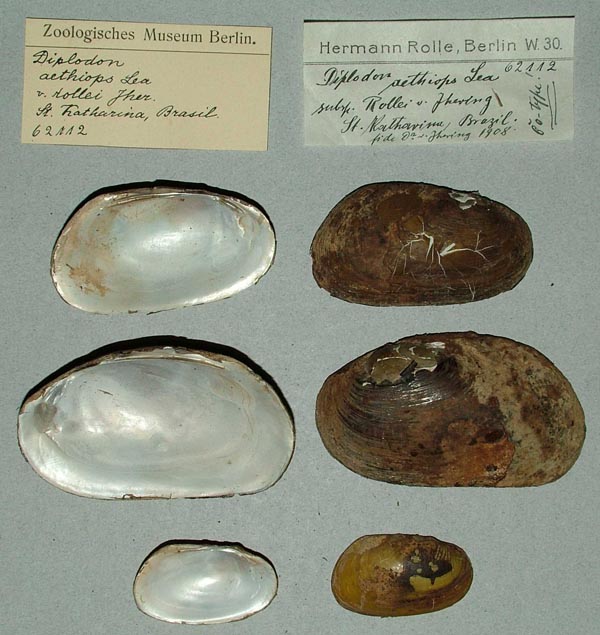 specimen
