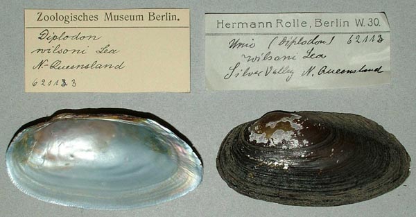 specimen