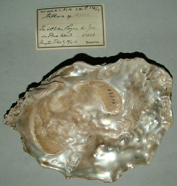 specimen