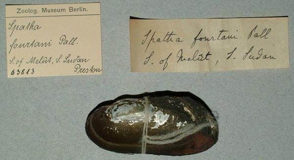 specimen