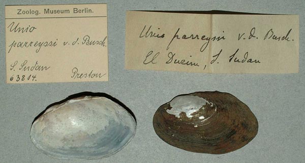 specimen