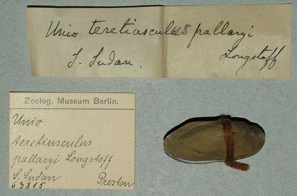 specimen