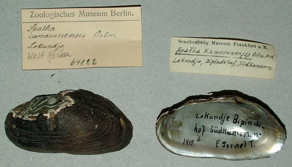 specimen