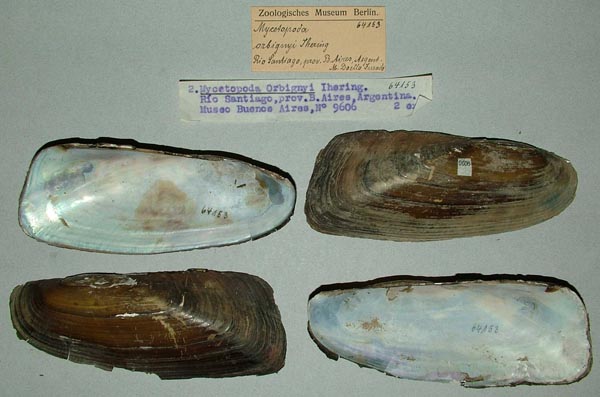 specimen