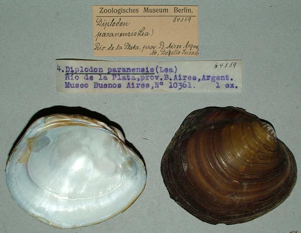 specimen