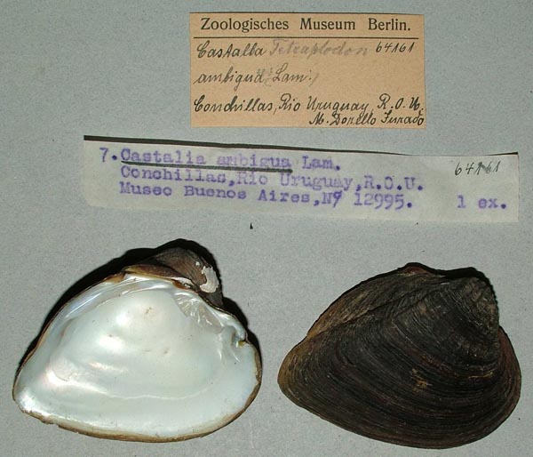 specimen