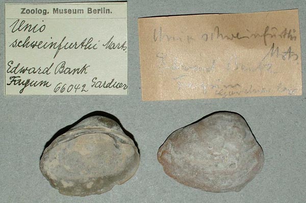 specimen