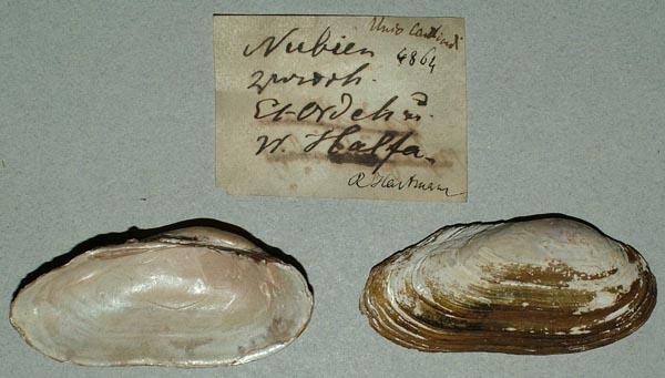 specimen