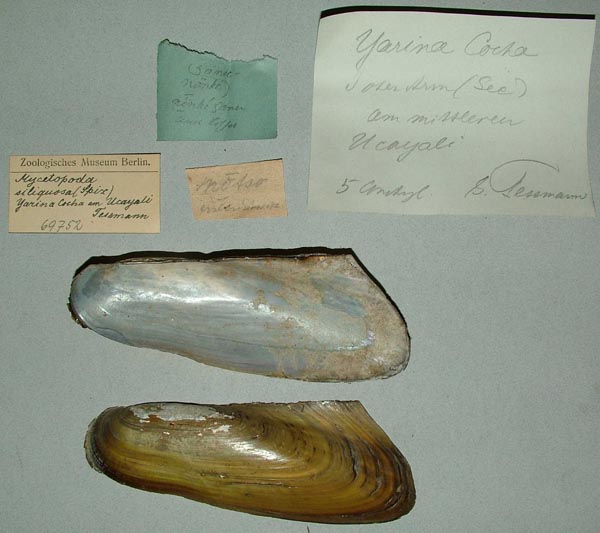 specimen