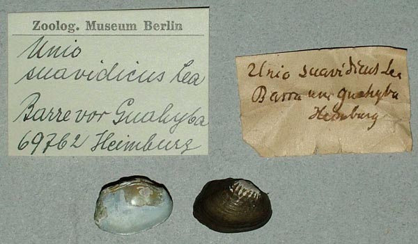 specimen