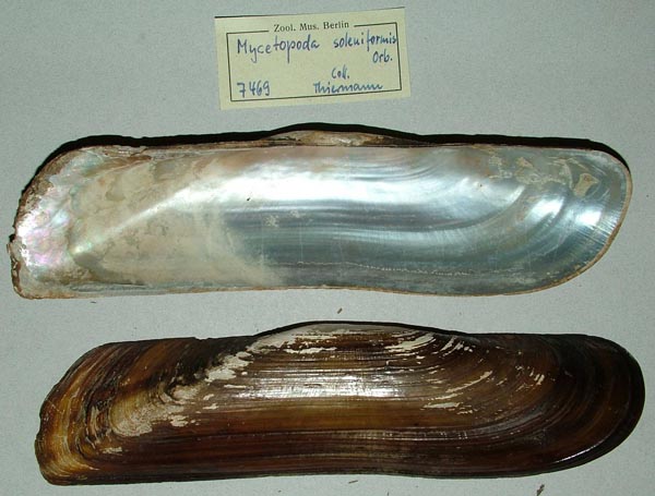 specimen