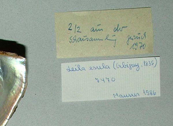 specimen